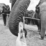feeding-of-elephant-picture-id1026671726