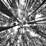 look-up-in-a-dense-pine-forest-picture-id603903118